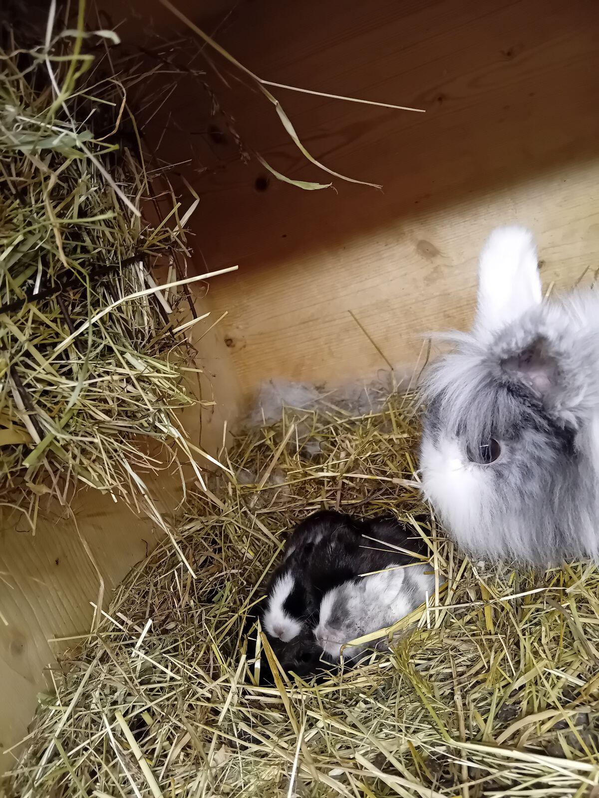 Zwerglöwenkopf Hasen 1