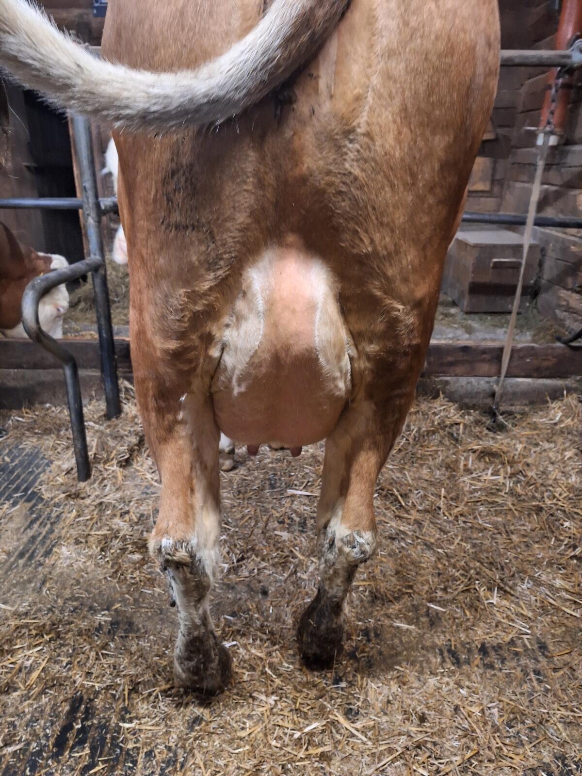 Verkaufe zahme sehr brave Erstlingskuh vom Aufzuchtbetrieb 2