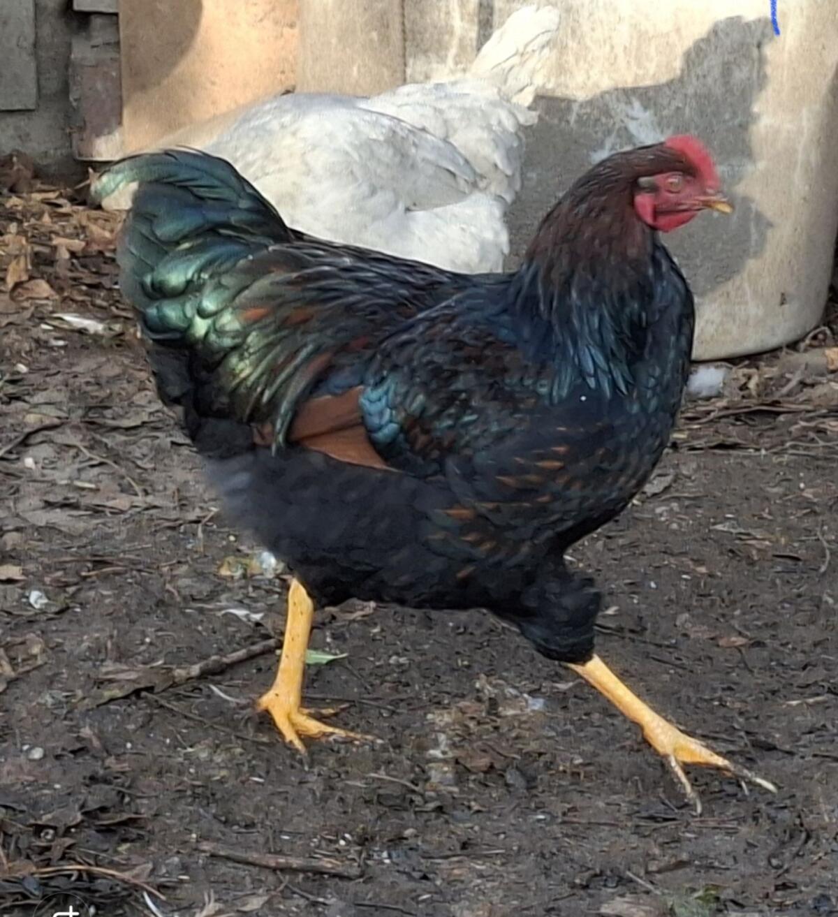 Wyandotten-Mix Junghahn 3