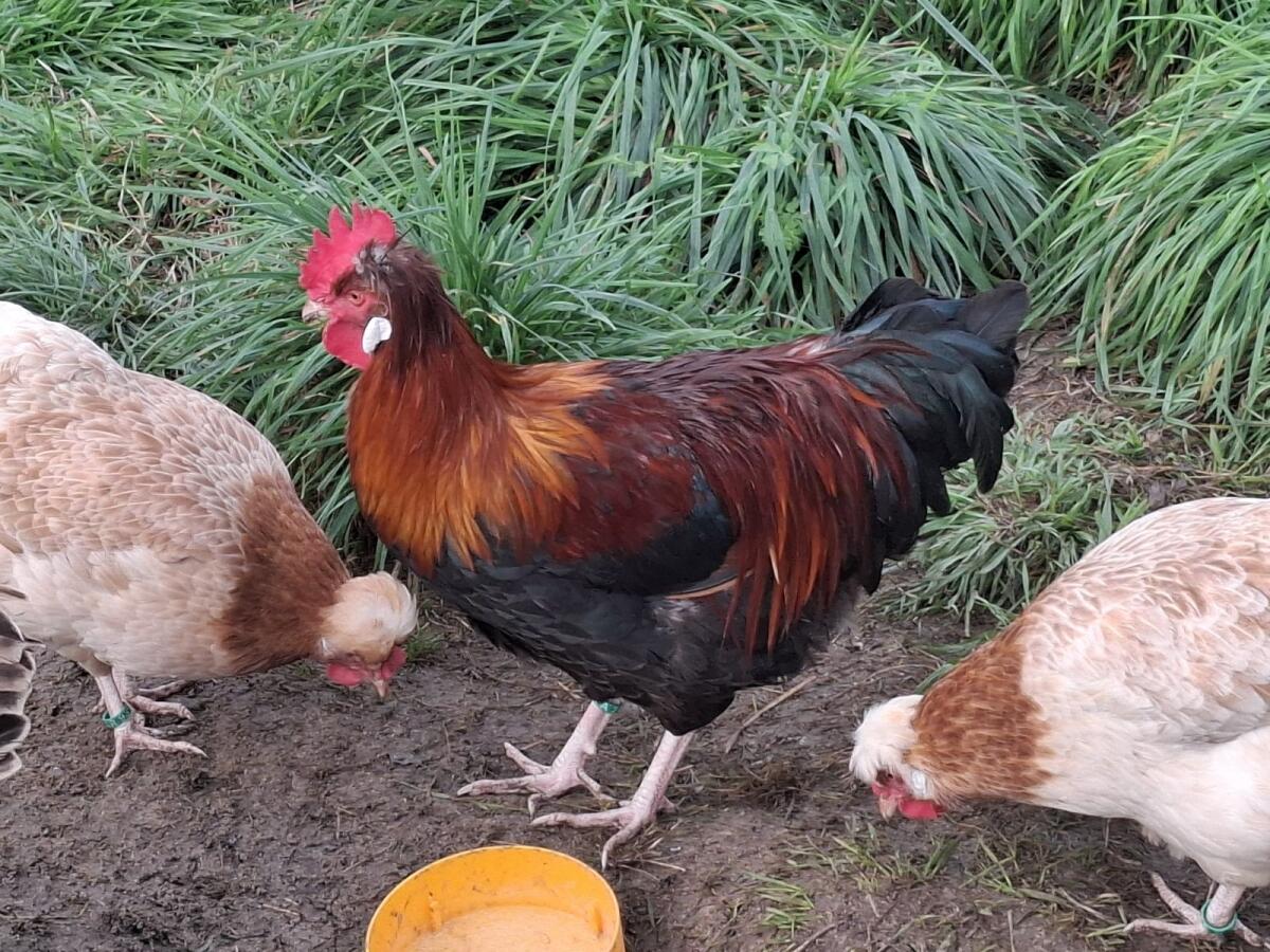 Sulmtaler Zuchtstamm 1