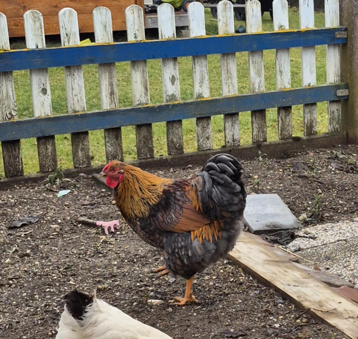 Wyandotten Junghahn 3