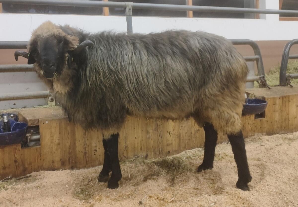 HB Steinschafwidder 1