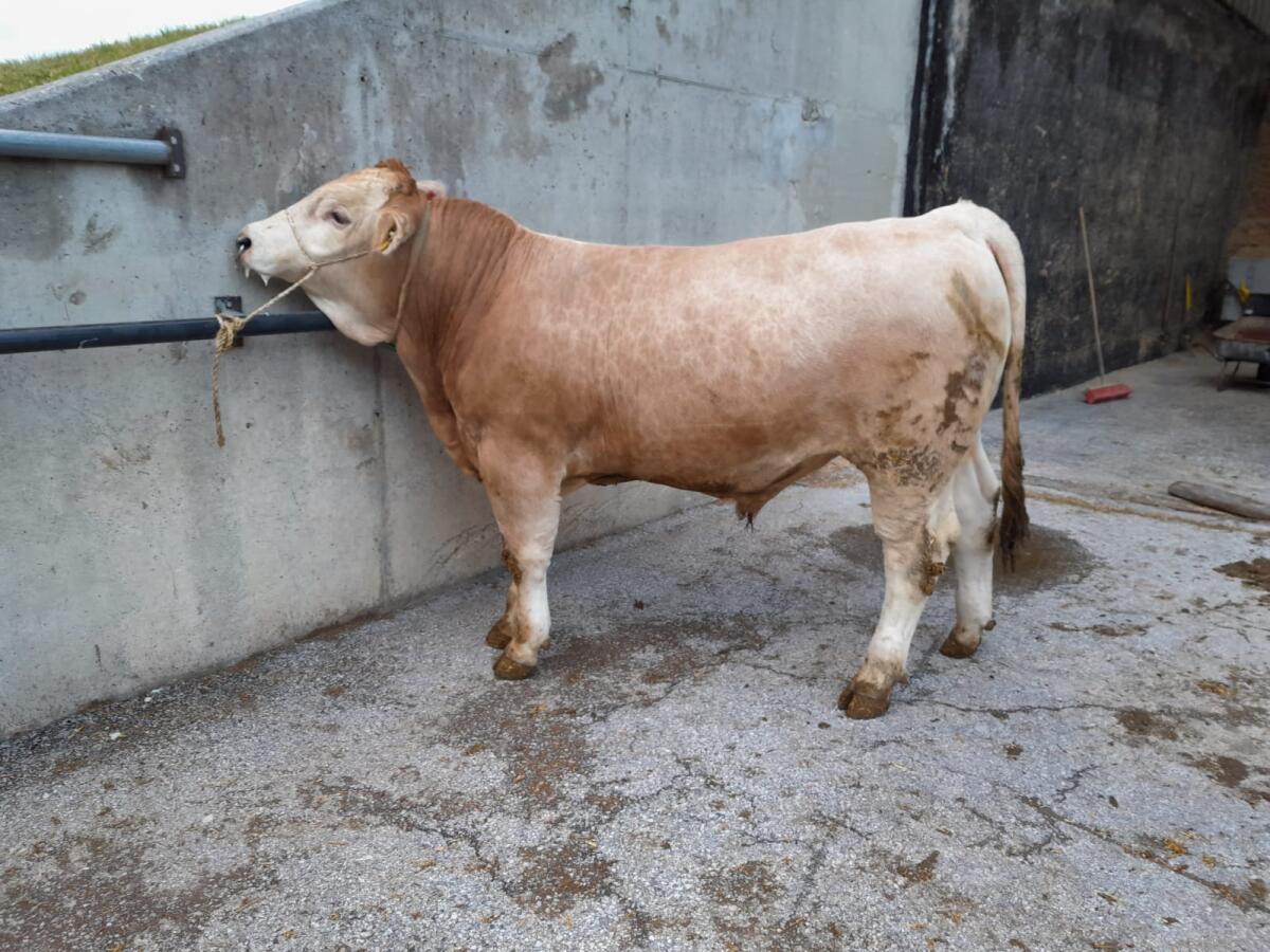 Murbodner Zuchtstier 3