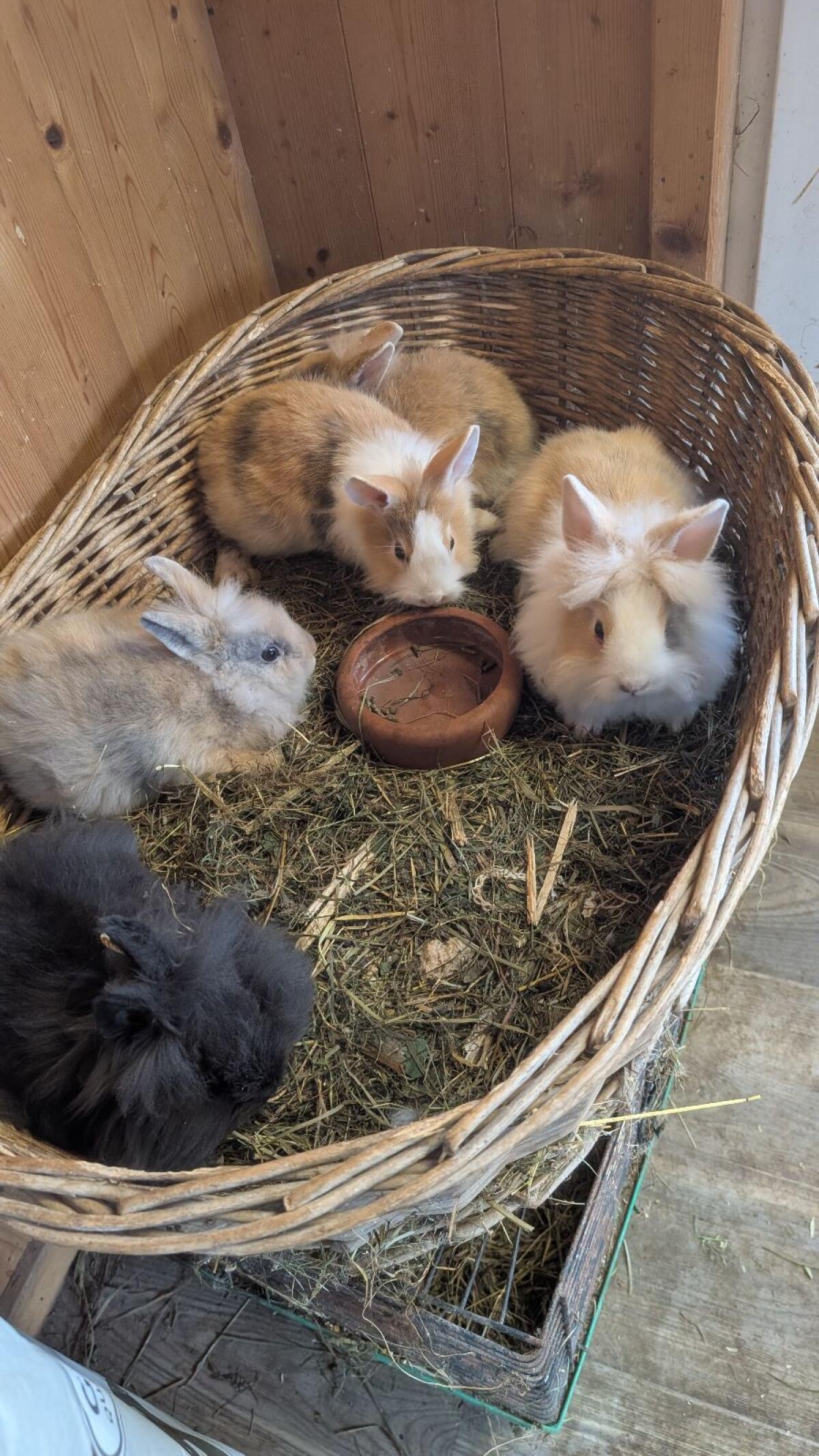 Löwenkopf Zwergkaninchen in allen Farben 3