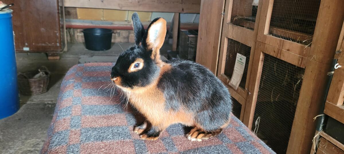 Reinrassige Lohkaninchen schwarz, perfekt für die Zucht 3