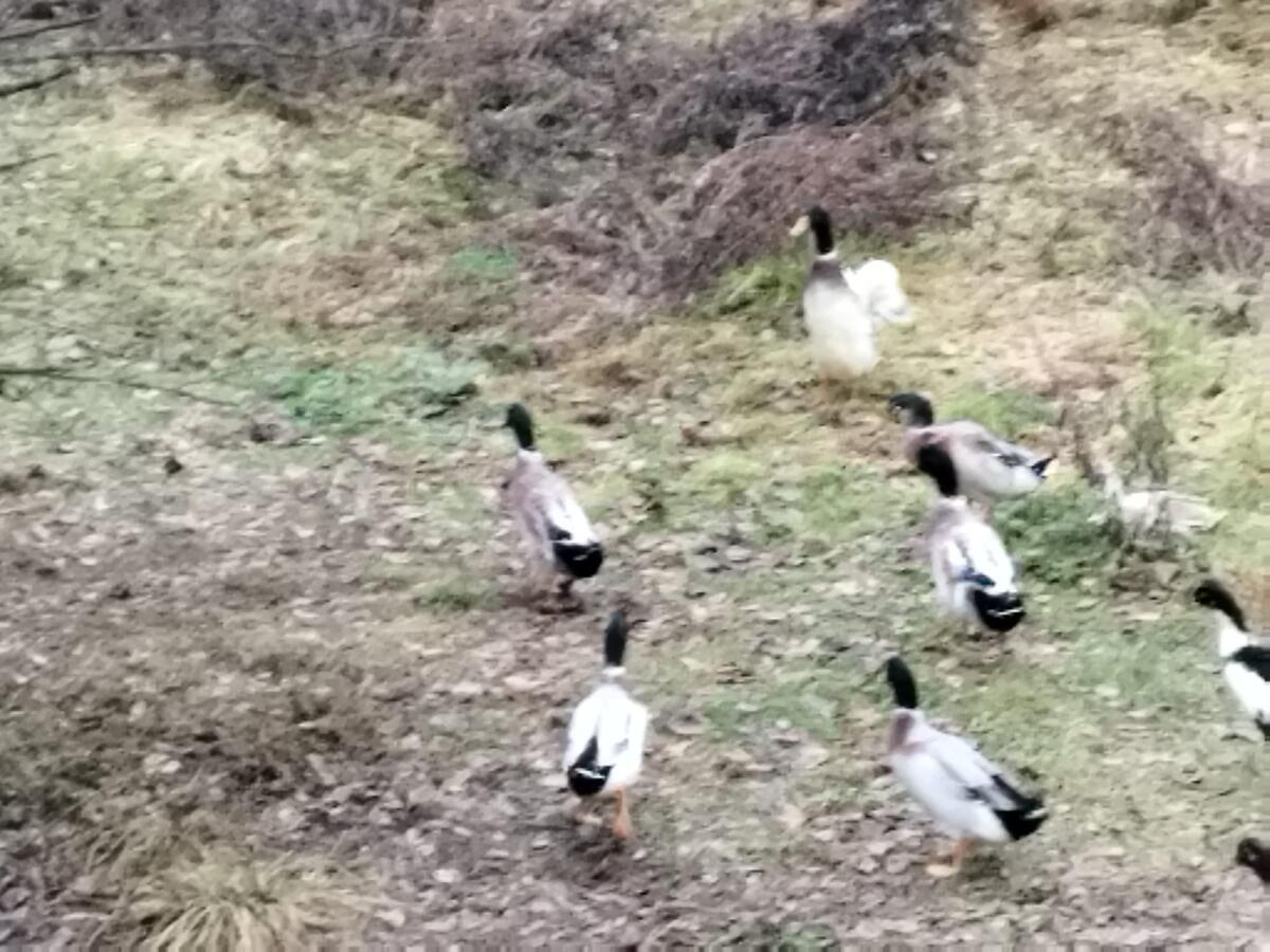 Laufenten Erpel zu verkaufen je Stück 1