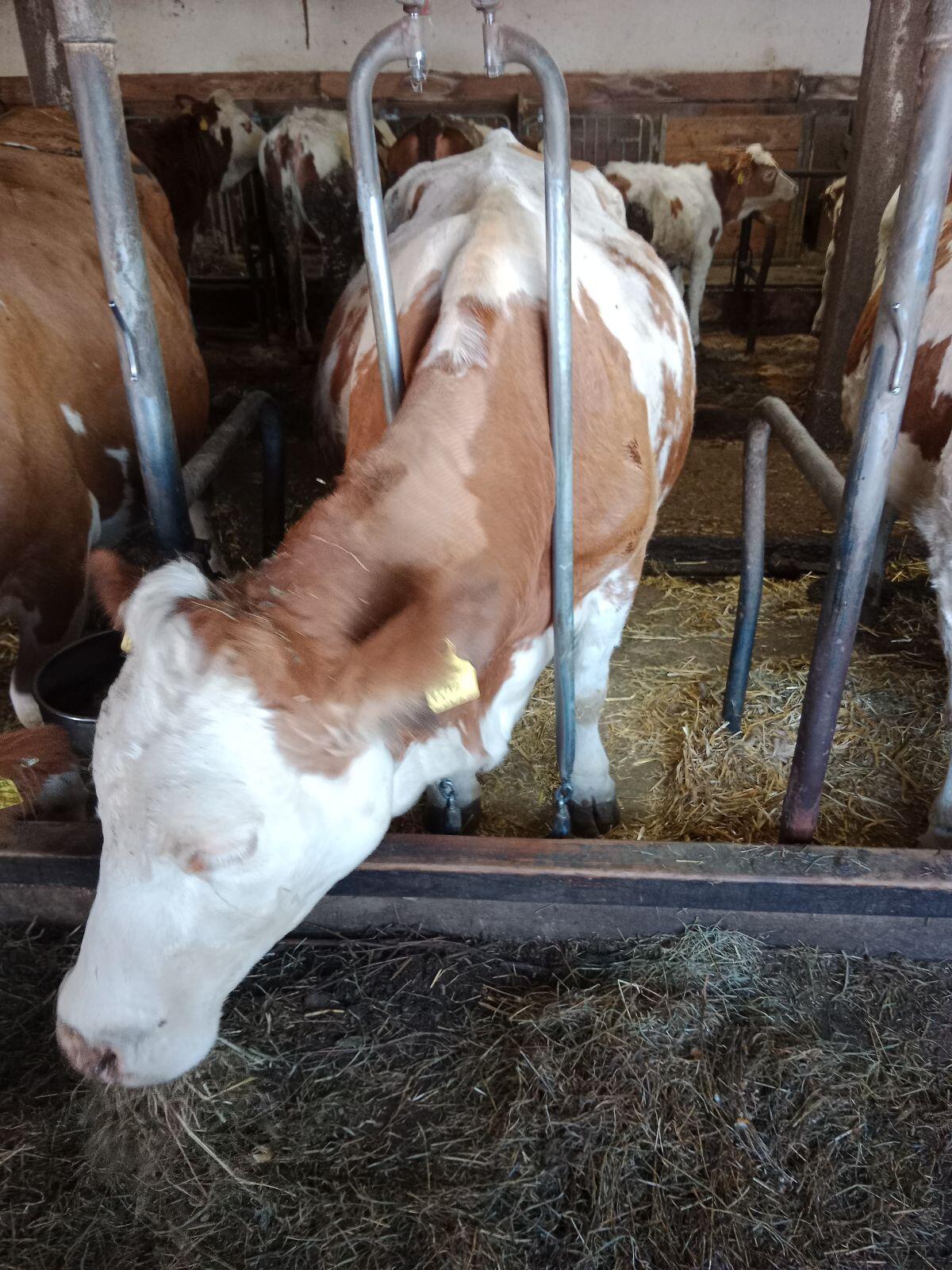 Trächtige Fleckviehkuh für Mutterkuhhaltung 1