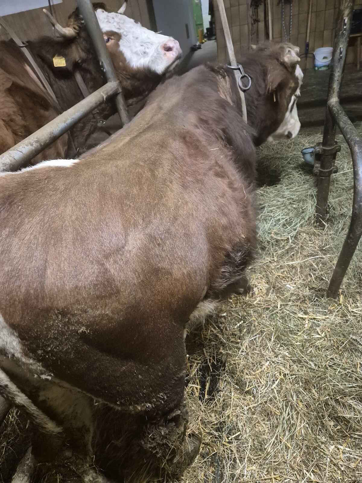 Pinzgauer Angus Stier 3