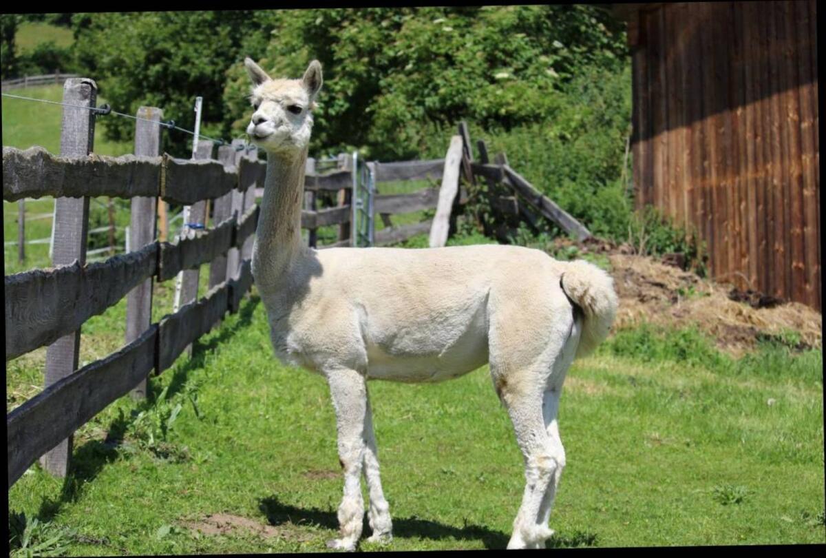 Alpakastute EM Olivia 3