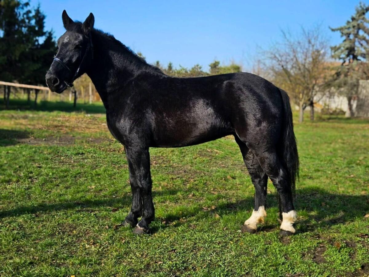 Schwere Warmblutstute. 2