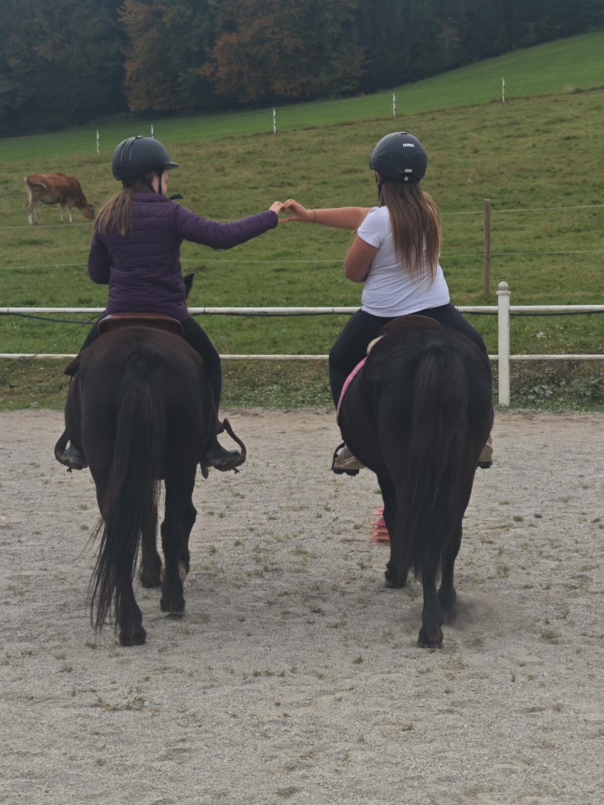 Verkaufe einige gut ausgebildete Kinderponys 2