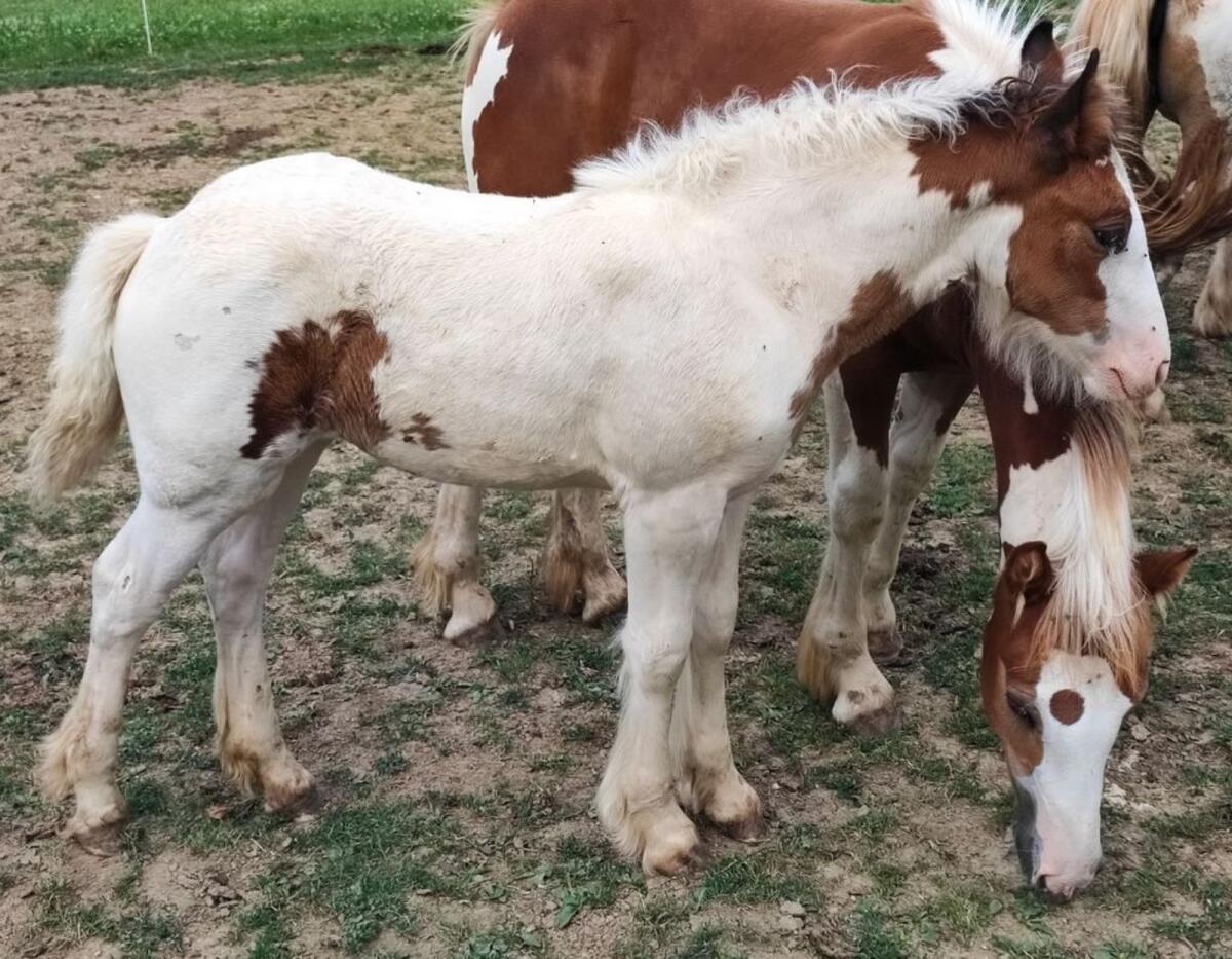 Tinker Fohlen, Stute 3