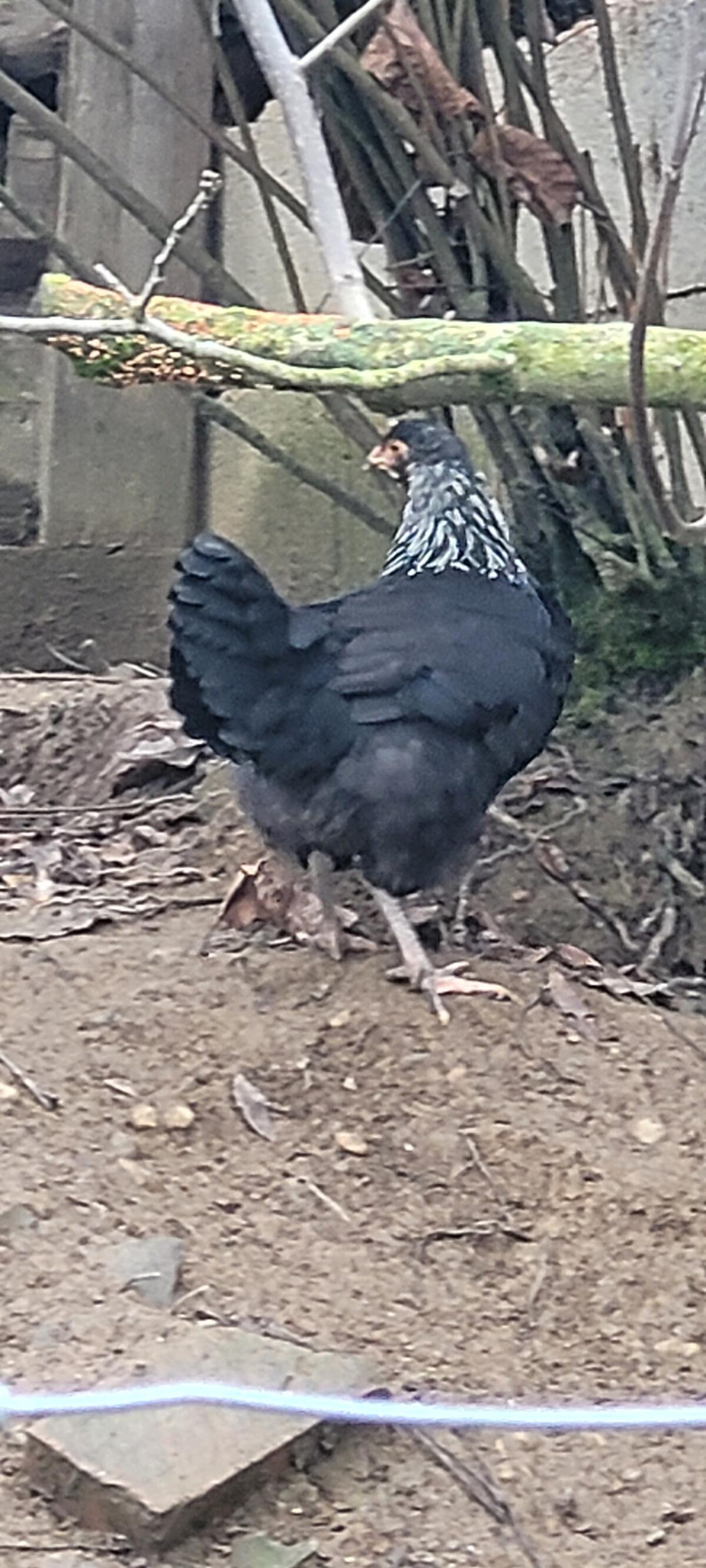 Junghennen, Legehennen, Buntleger, Übergabe ggf. in Linz 2
