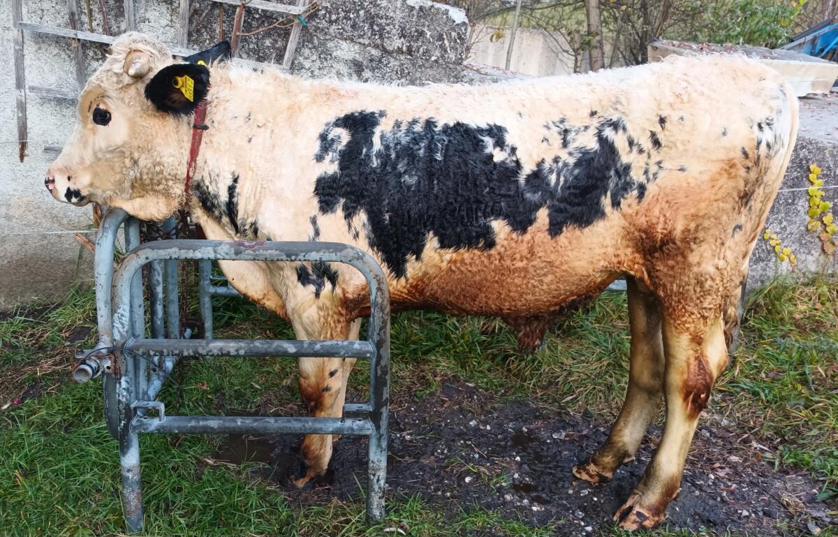 Pustertaler Sprinzen Jungstier, gekört 2