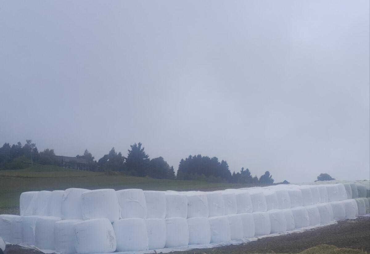 Maissilageballen 1
