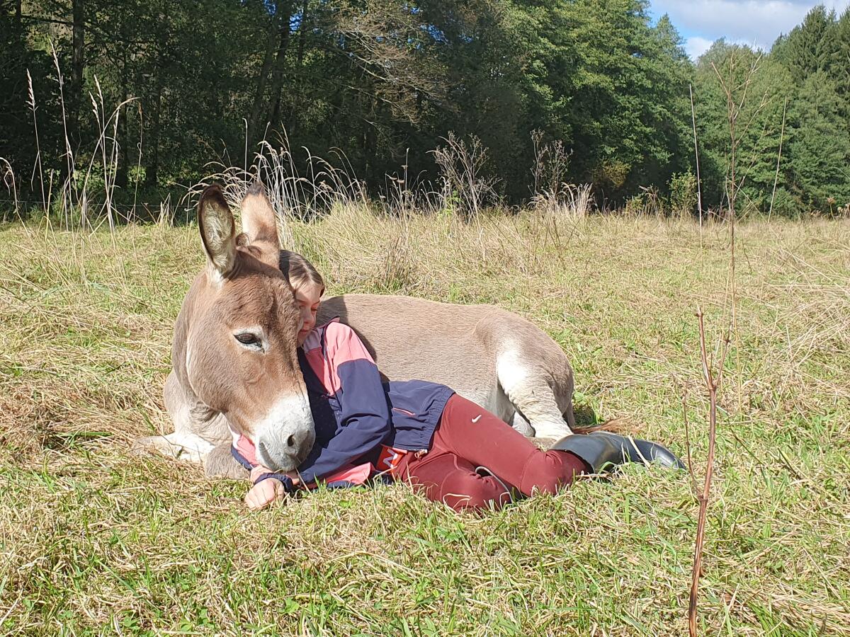 Suche ältere Eseldame 1