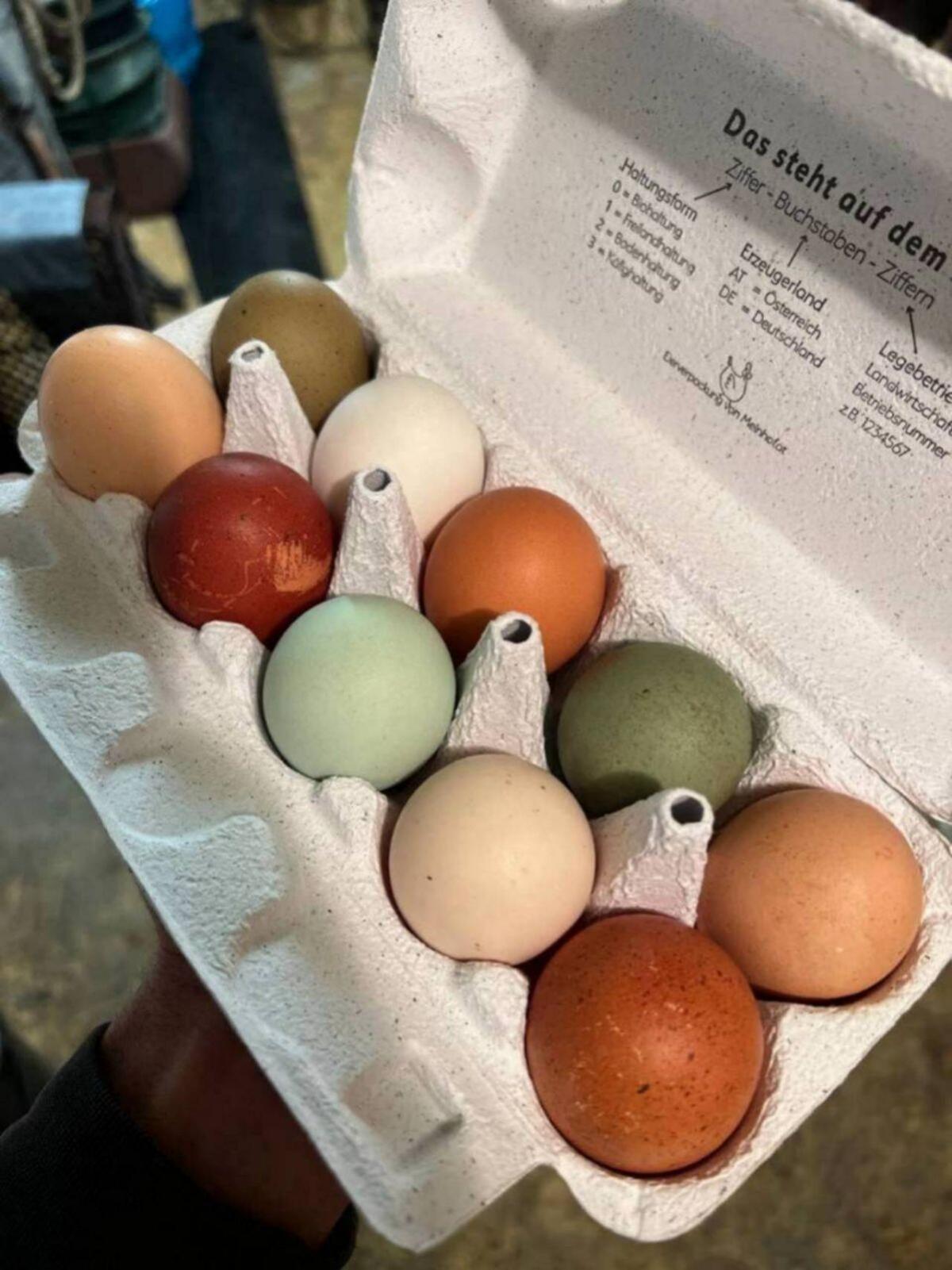 Bruteier Bunte Mischung 1