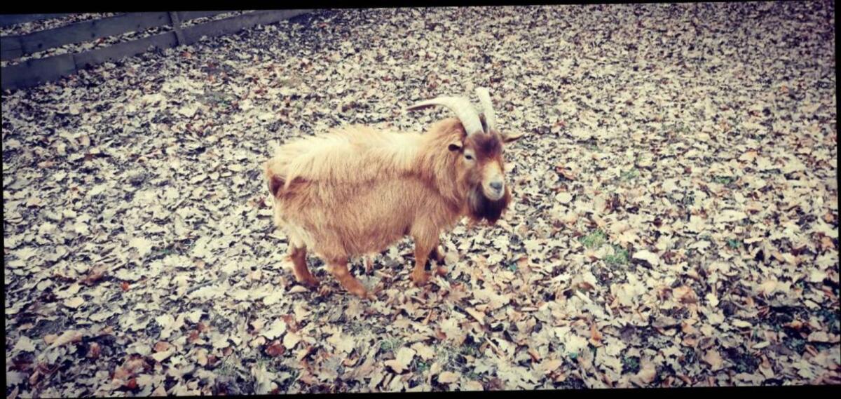 Zwergziegen und Zwergziegenbock 2