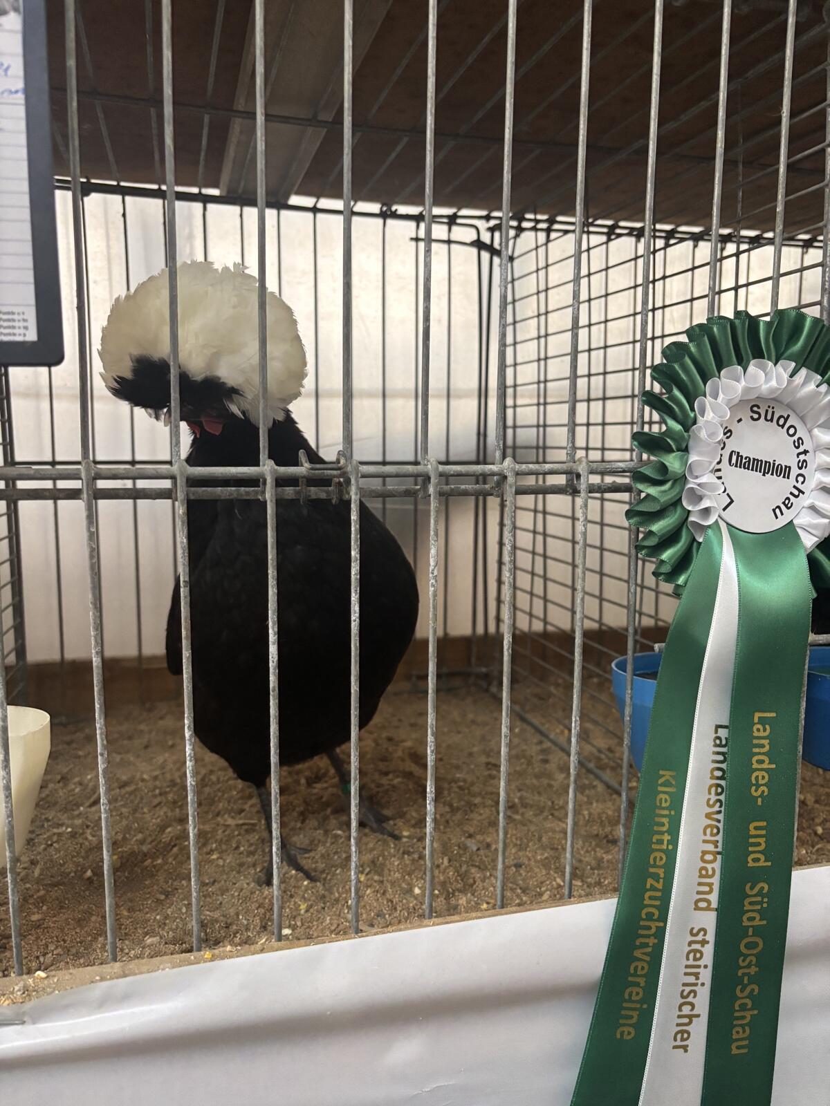 Zwerg Holländer Haubenhühner 2