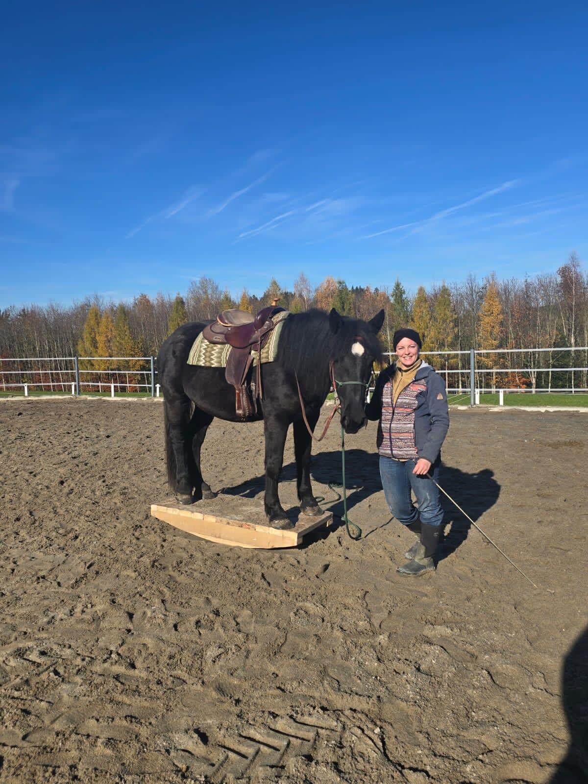 Noriker-Stute „Whoopy“ sucht neuen Besitzer 1