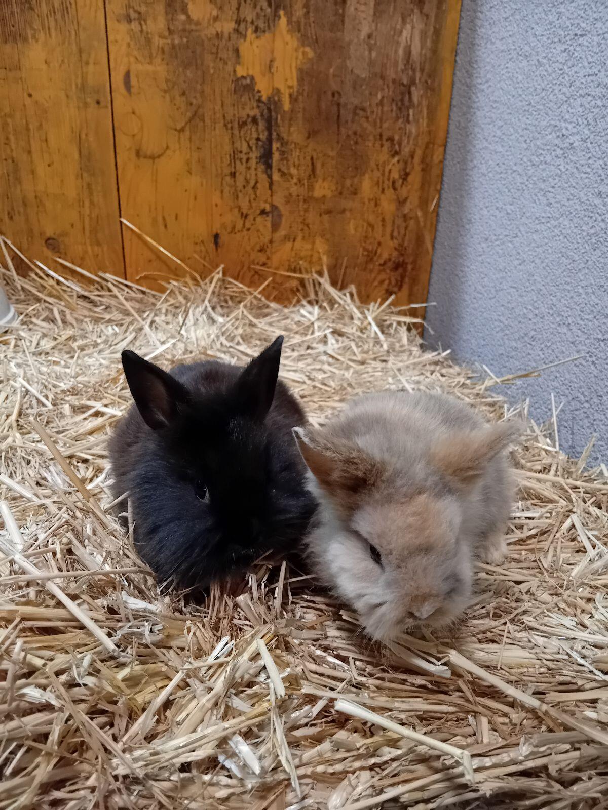 Zwerglöwenkopf Hasen 2