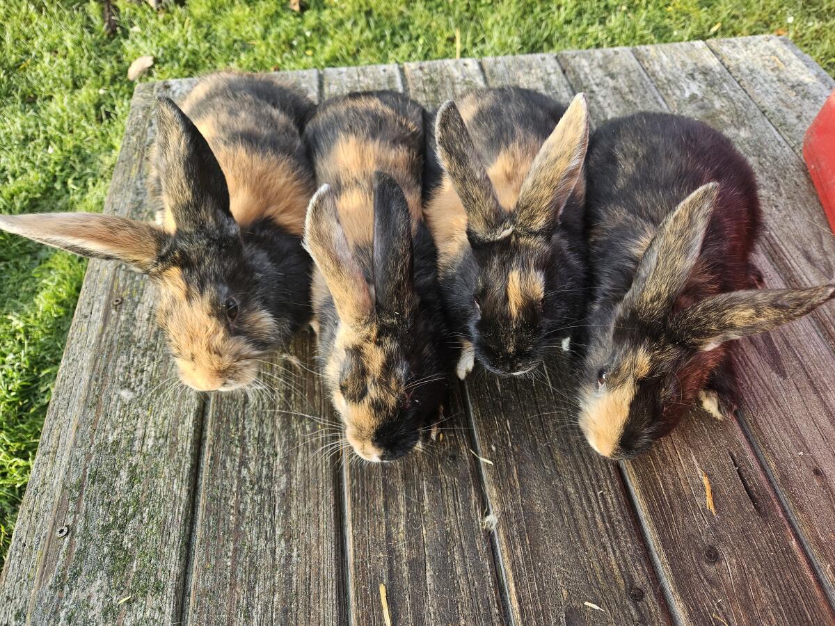 Japaner Kaninchen reinrassig 3