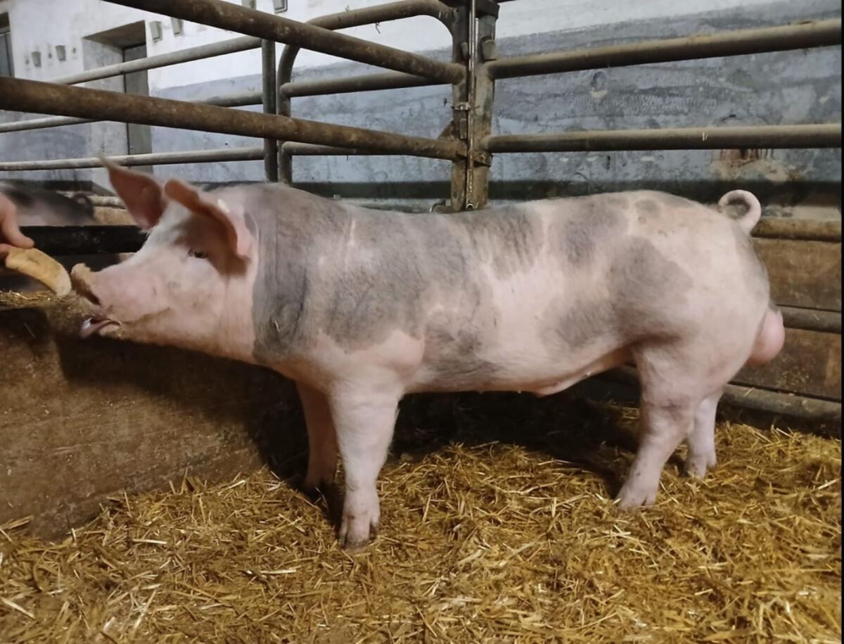 Jungeber Pietrain Landrasse 1