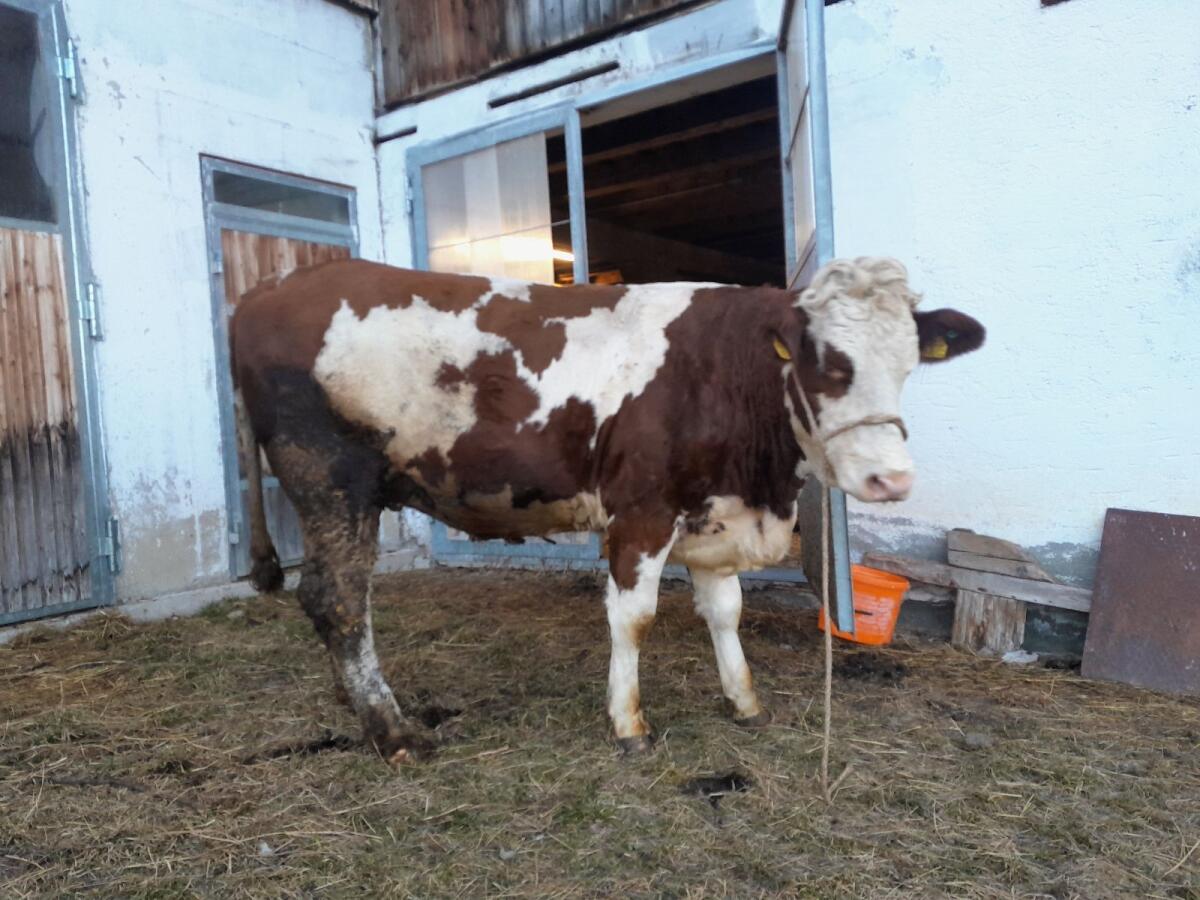 Verkauf 1 Bio-Kalbin träglich 3