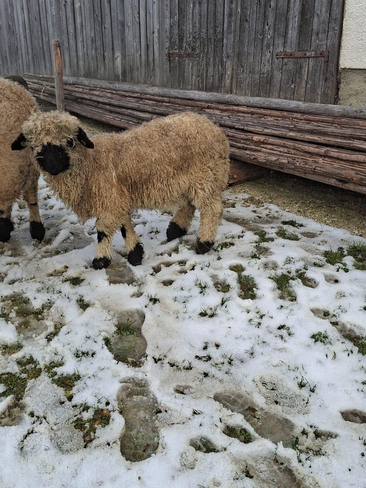 Walliser Schwarznasenschaf 2