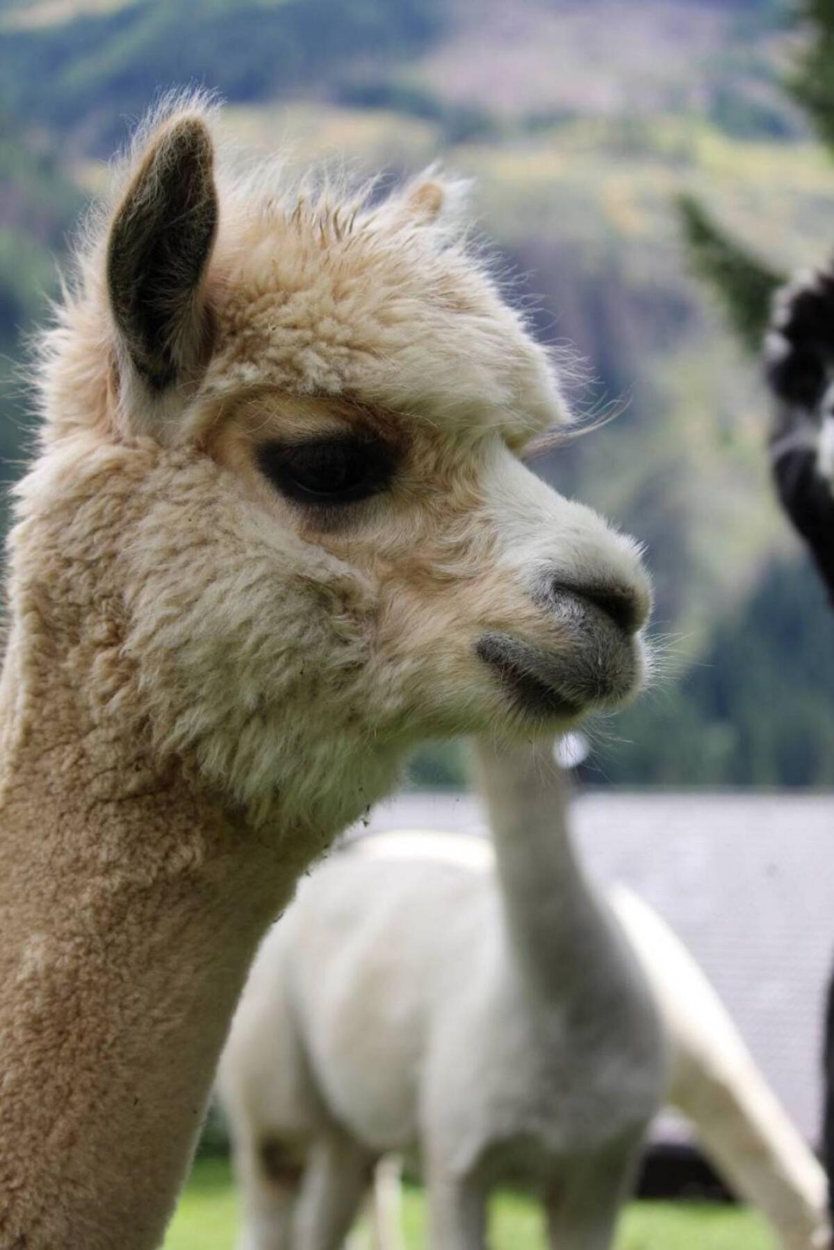 Alpaka Junghengst T Simba 1