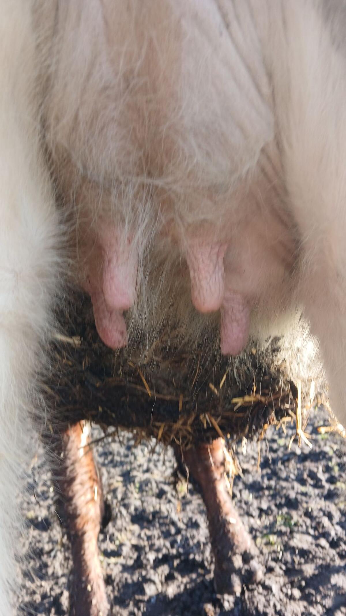 Bio-Kalbin für Mutterkuh 2