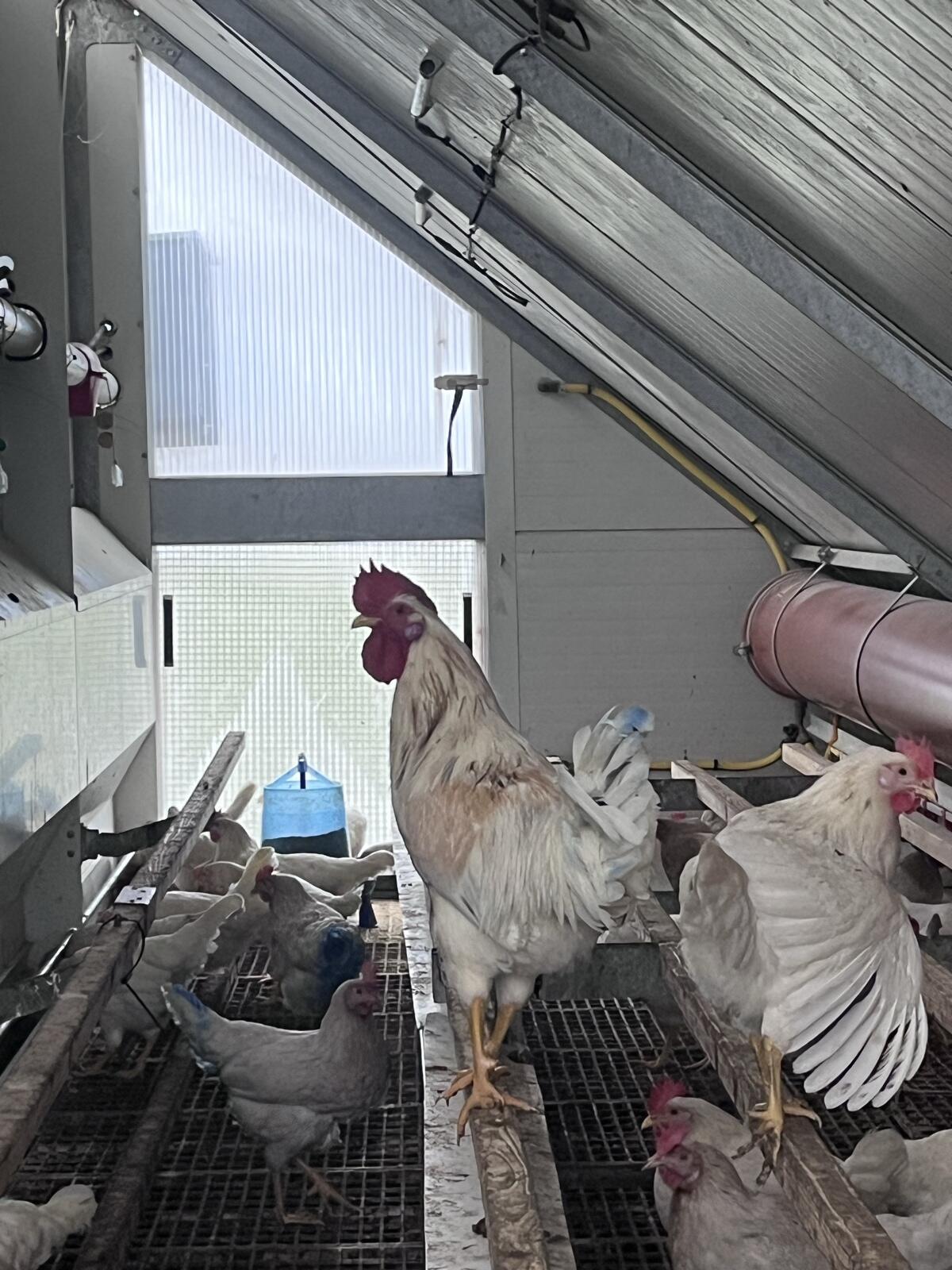 Junghahn 25 Wochen 1