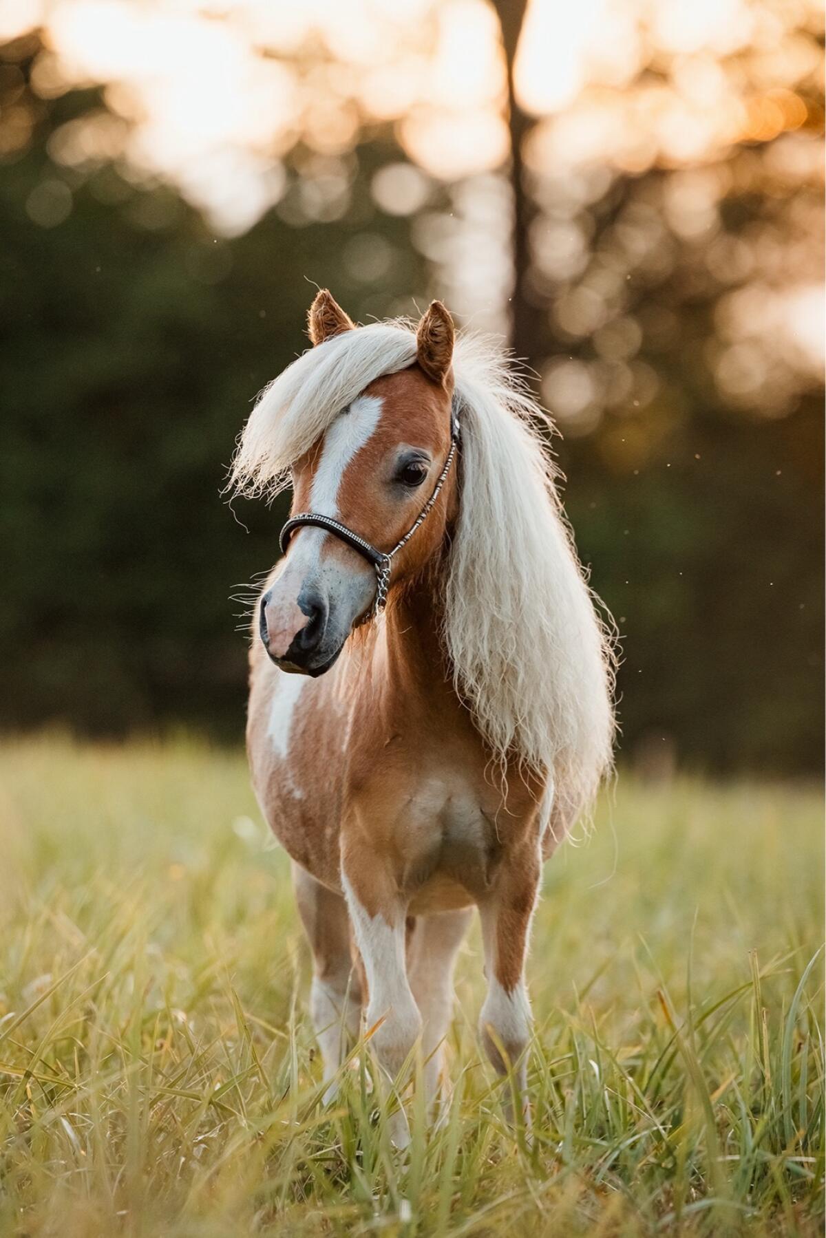Siegerjährlingsstute Minishetland 1