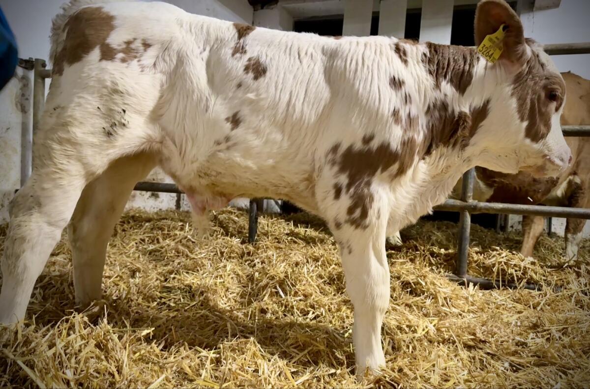 Bio FV Stierkalb (gen. hornlos) 3