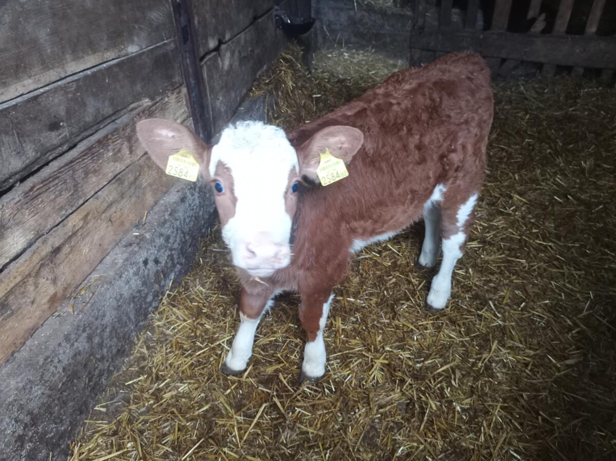 Fleckvieh Zuchtkalb 1
