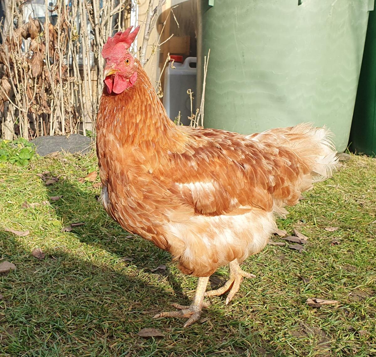 2 braune Hühner 2