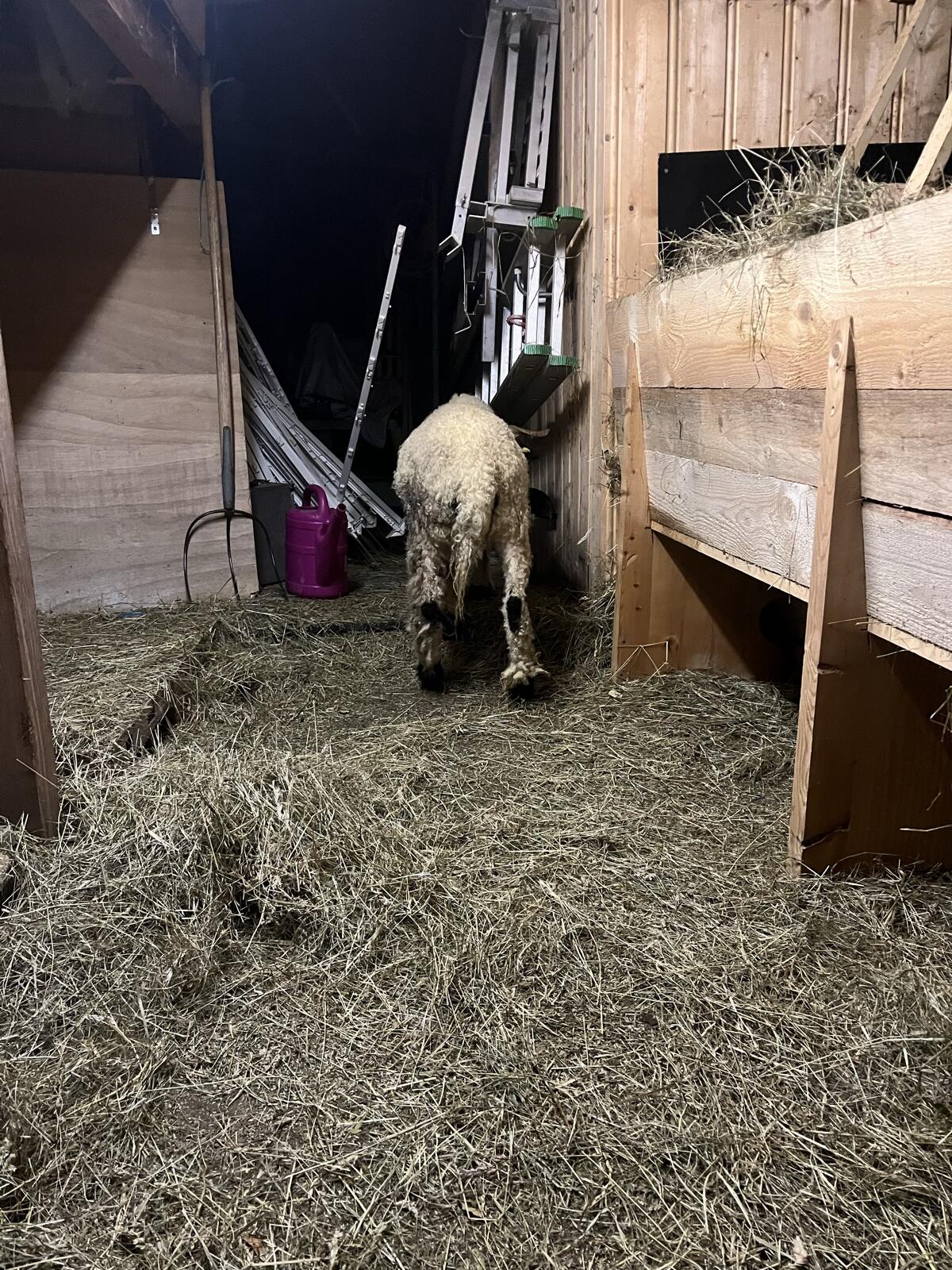 Walliser Schwarznasenschaf weiblich 2