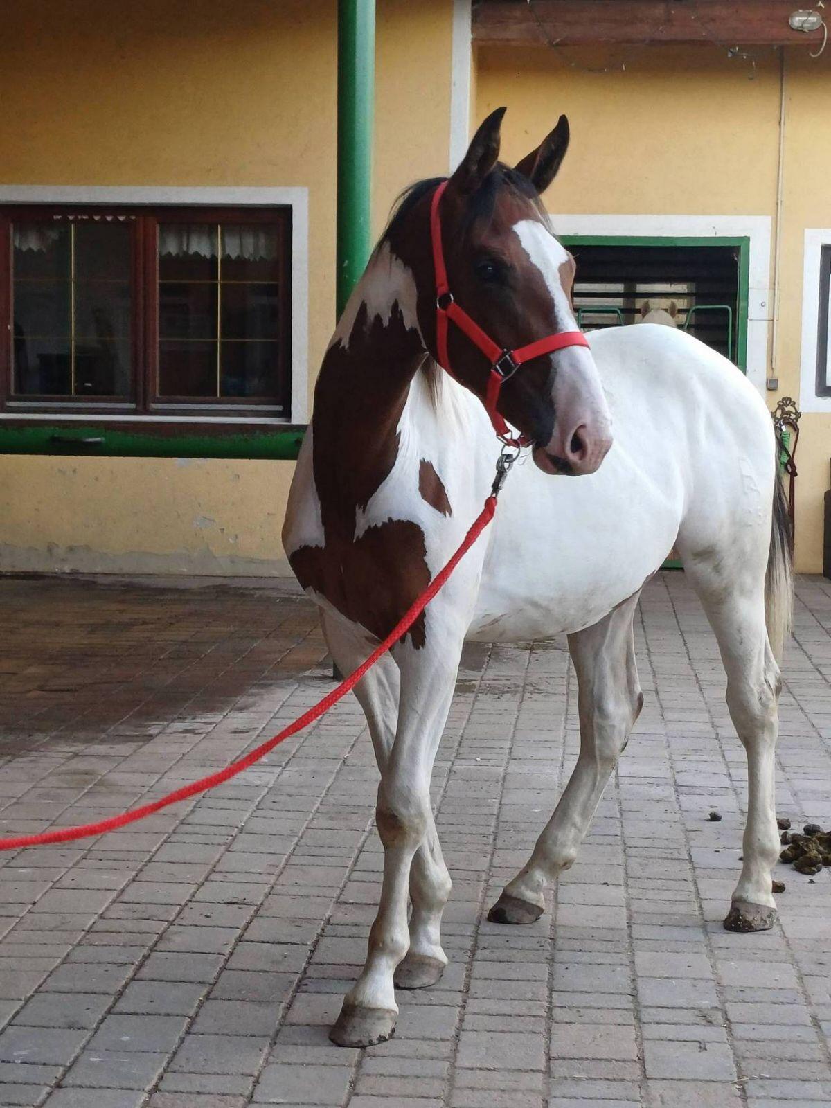 Pintohengst MR. SALVADOR 3