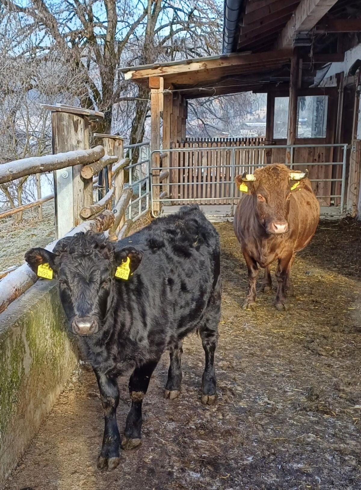 Dexter Kälber Bio 1