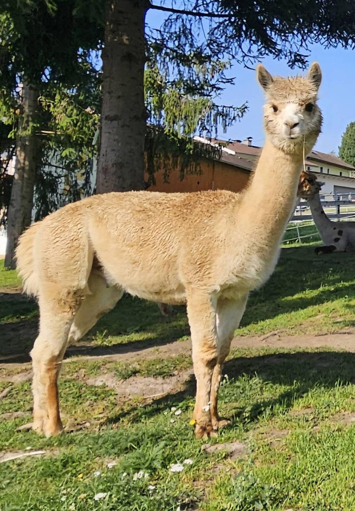 Alpaka Junghengst T Simba 2
