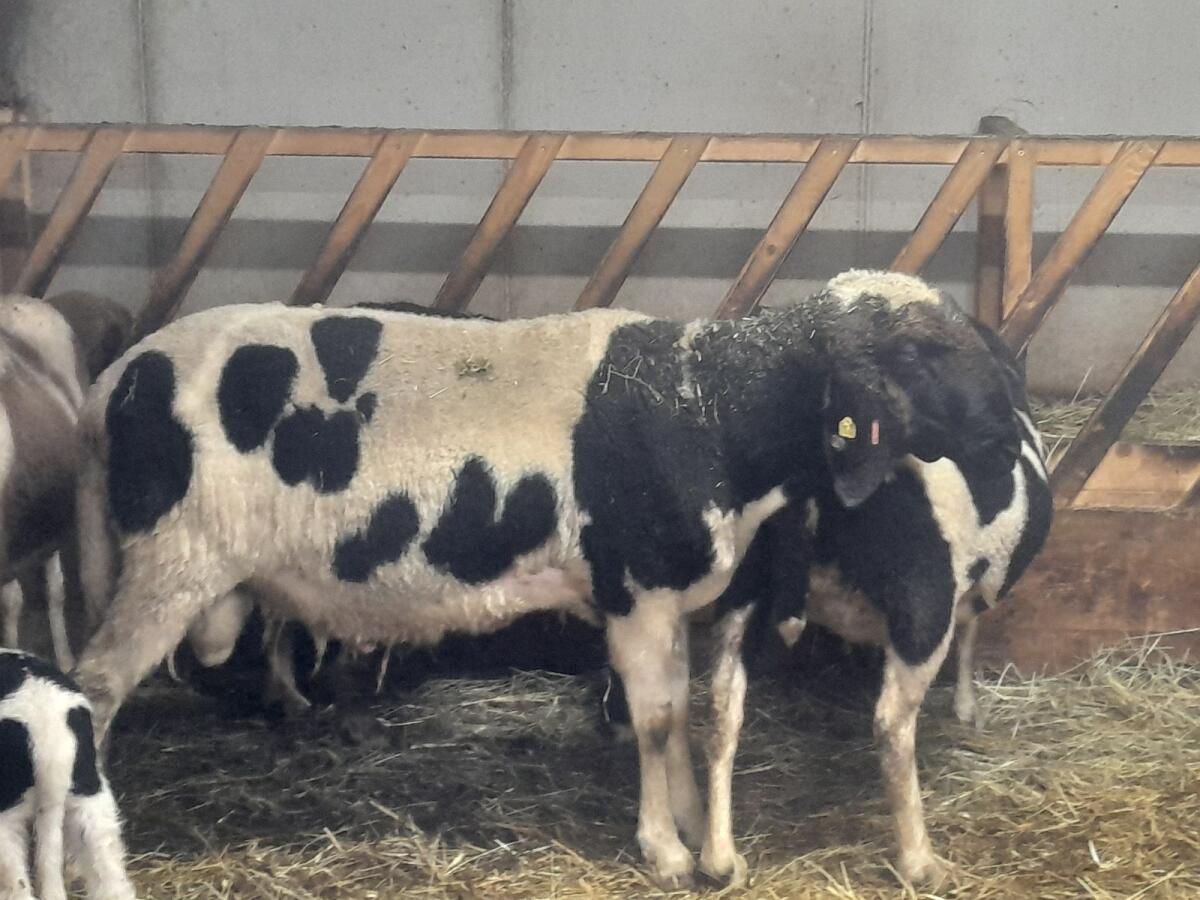 Gescheckter Bergschafwidder 1