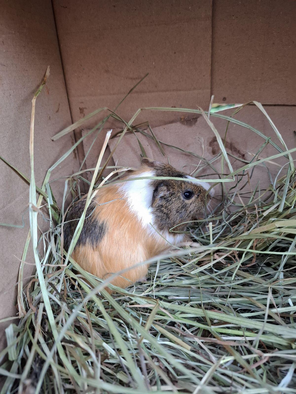 Meerschweinchen 2