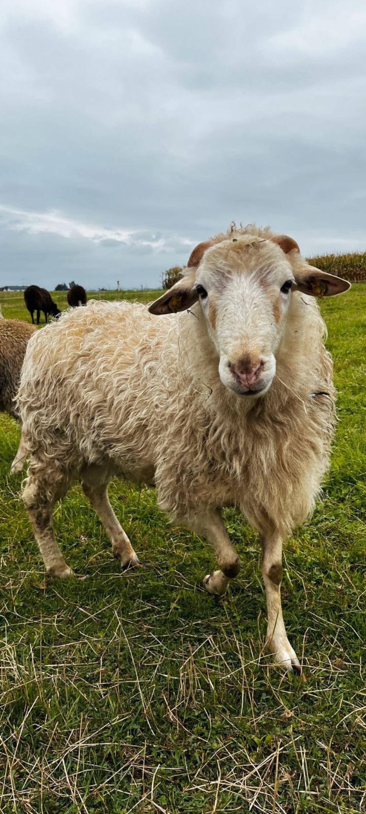 Krainer Steinschaf Zuchtwidder 1