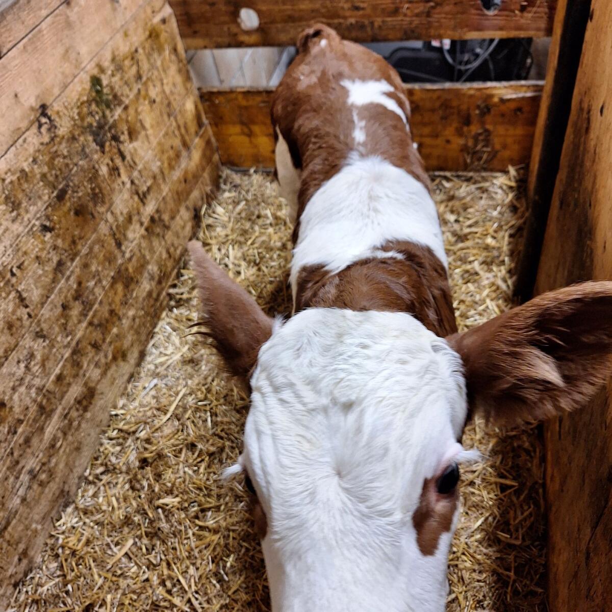 Fleckvieh Stierkälber 1