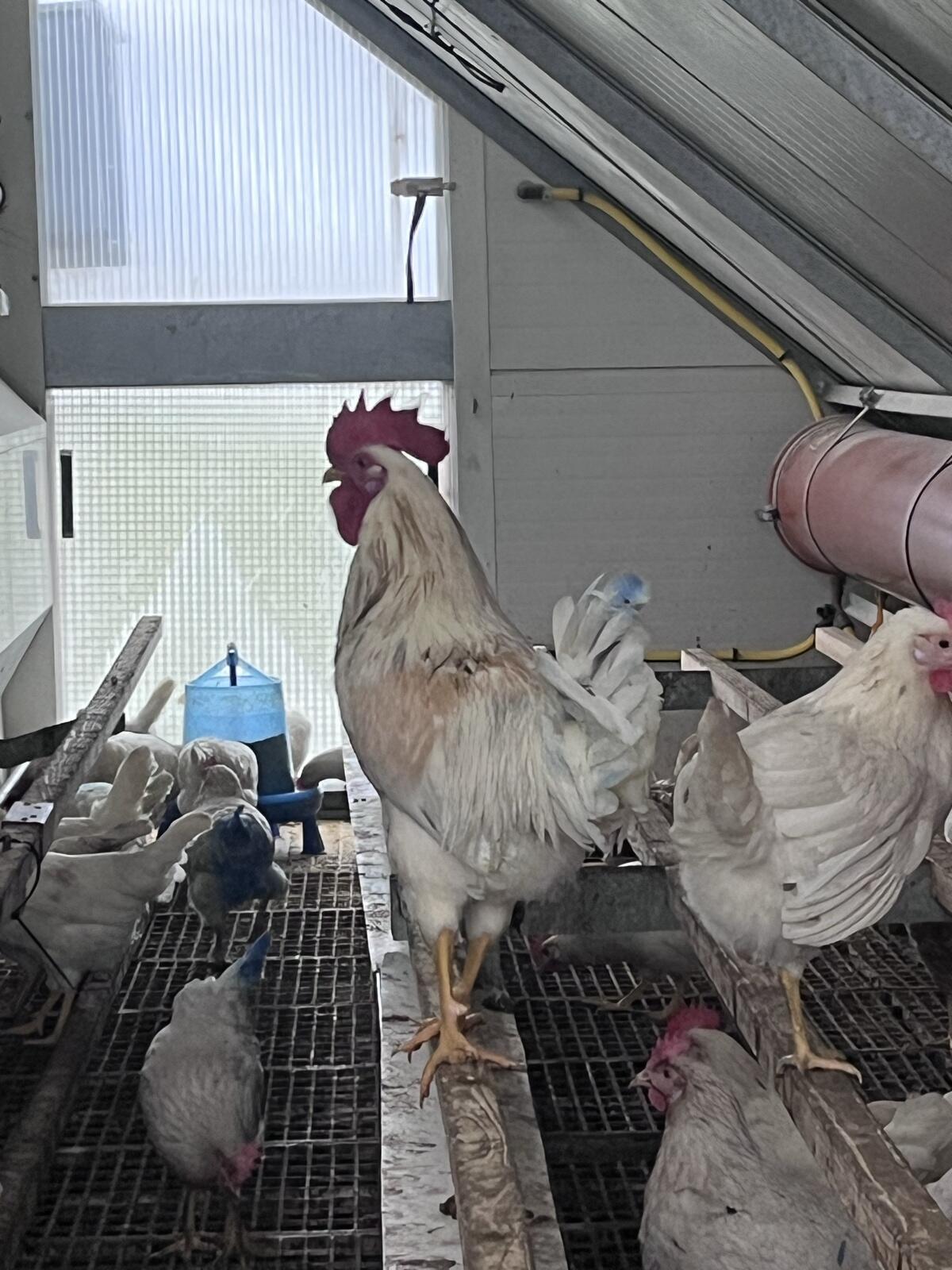 Junghahn 25 Wochen 3