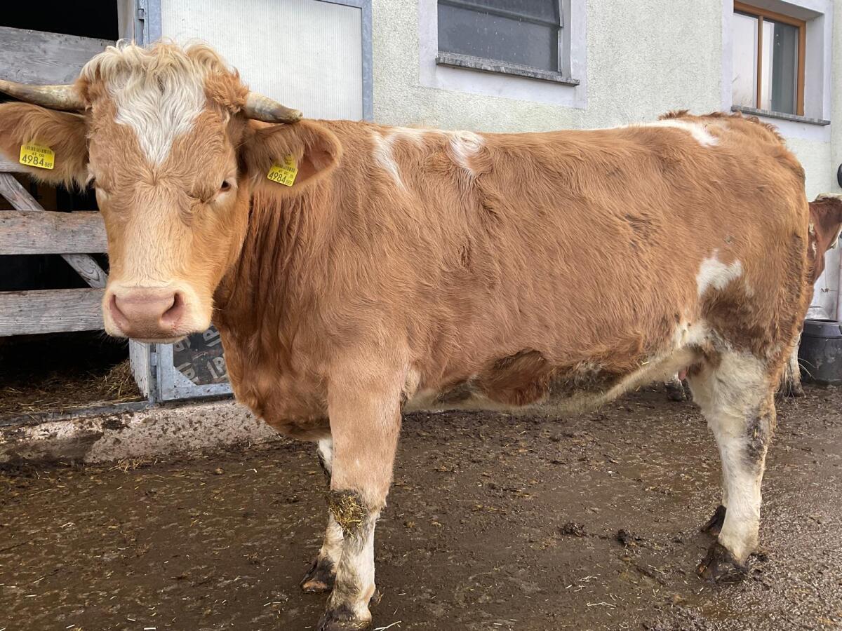 Verkaufe Bio Mutterkuhkalbin 1