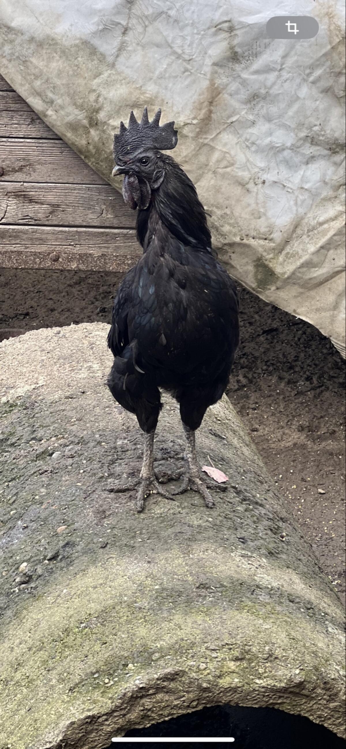 Ayam Cemani Stamm 1