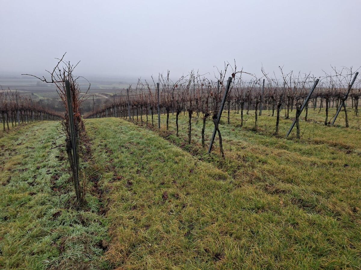 Weingärten zu verkaufen, verpachten oder tauschen 3
