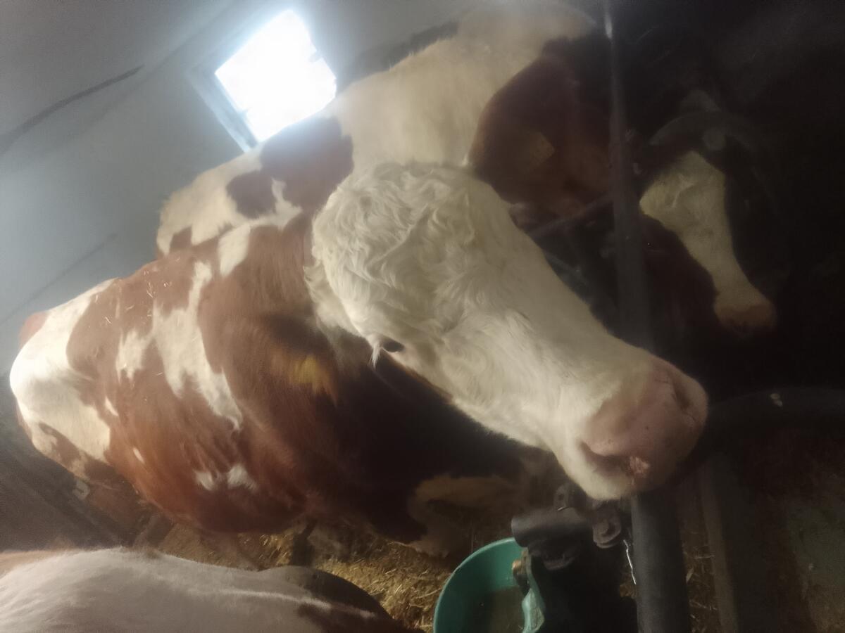 Verkaufe Fleckviehkühe 3