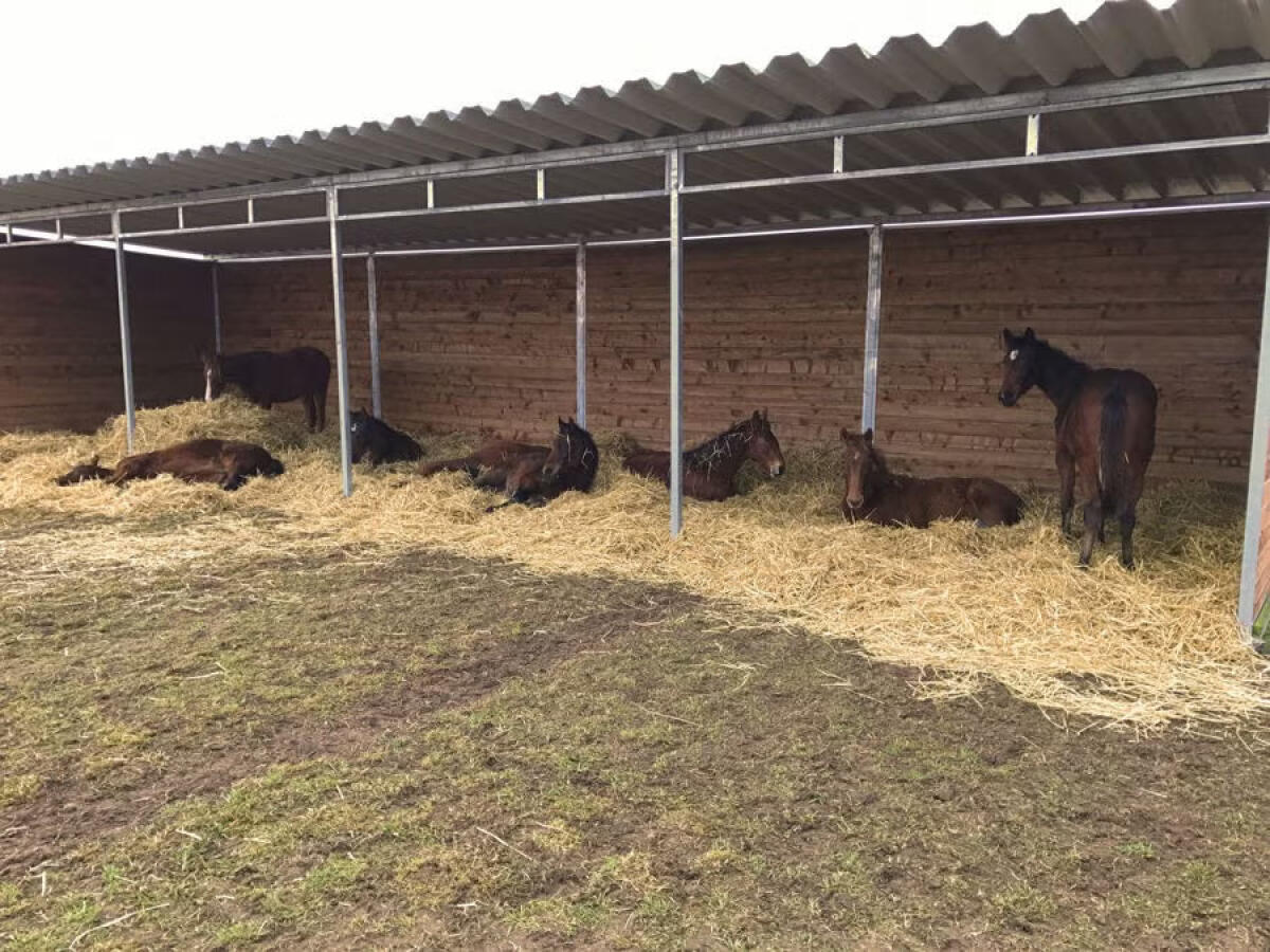 Poda Leskur 3,5 × 3,5 m 3